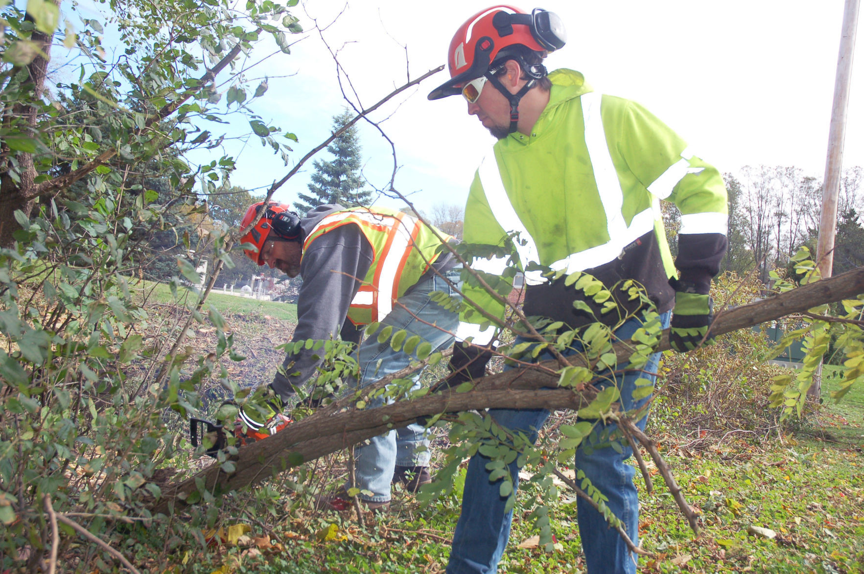 Tree crew clears site